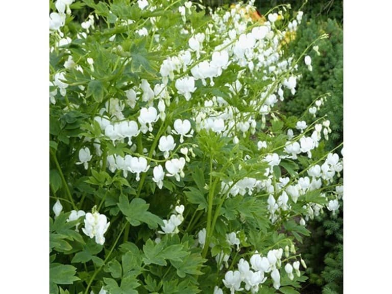 Old Fashioned Bleeding Hearts Flowers White- 4 Bulbs