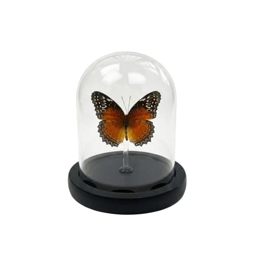 Real Taxidermy Butterfly Specimen Shadow Box, Butterfly Gifts for Women Girls with Glass Cover, Butterfly Decor for Bedroom Office Living Room Desk ﻿ Cethosia bibles Drury