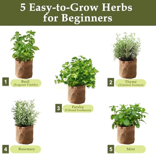5 Herb Garden Planter Indoor with Wooden Box, Home Kitchen Seed Starter Kit Including Basil, Thyme, Parsley, Rosemary, Mint, Birthday, Mothers Day, House Warming, Gardening Gifts for Women, Mom - Thumbnail 2