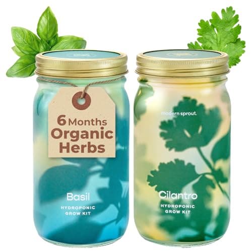 Modern Sprout Mason Garden Jar - Self-Watering Hydroponics Growing System Kit w/Organic Herb Seeds - Sprouting Jar Planter for Indoor Herb Garden - Seed Starter Kit - Decor & Gifting - Basil+Cilantro - Image 1