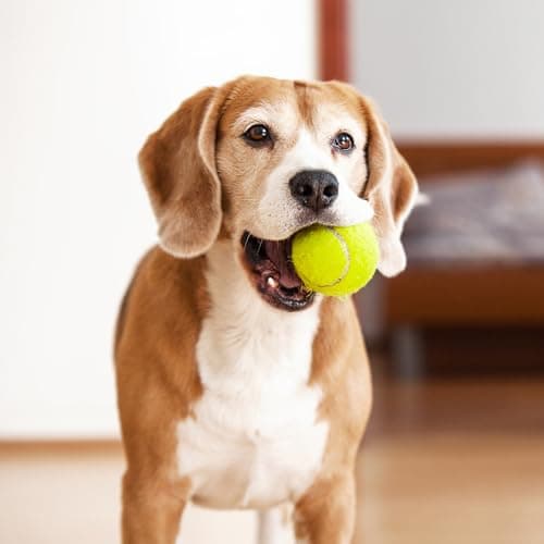AQPU 3-Pack Tennis Ball Dog Toys with Squeaker, Interactive Fetch Play for Pets 40 lbs and Over ，Training Balls for Indoor & Outdoor Exercise, 3.28-inch (Sound Ball, 12PCS) - Image 1