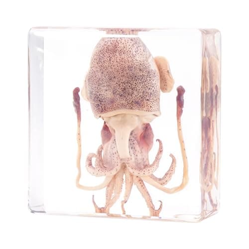 Taxidermy Squid, Professional SquidTaxidermy in Clear Resin, Ideal for School Lab Zoology Dissections, Unique Gifts for Specimen Collectors, Ocean Enthusiasts, and Loved Ones