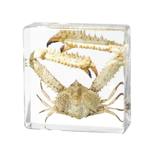 Taxidermy Crab, Professional Crab Taxidermy in Clear Resin - Marine Biology Specimen for Educational Displays & Nautical Decor Real Taxidermy Animal Unique Gift - Image 1
