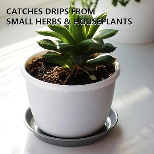 Garrdeen 6 Pack 8-Inch Gray Plant Saucer Trays, Durable PP Plastic Pot Bases for Small Medium Planters, Modern Round Flower Pot Water Catcher Plates & Drip Trays for Indoor Plant Care - Thumbnail 4