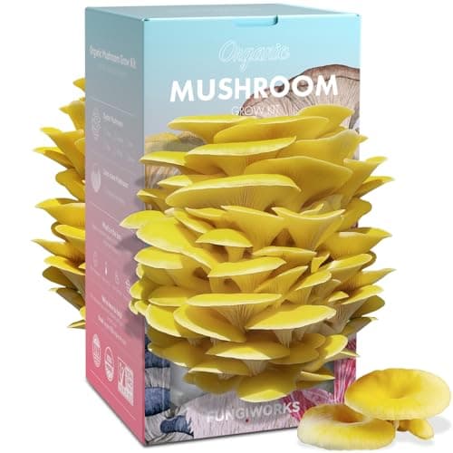 Organic Edible 4lbs Golden Oyster Mushroom Growing Kit, Made in USA, Double-Side Mushroom Grow Kit Indoor, Harvest Gourmet Mushrooms in 10 Days, Top Gardening Gift, Holiday Gift