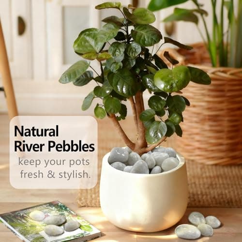 Garrdeen 15LB White Rocks, High Polished 1–2 inch Decorative Rocks for Plants, Lava Rocks for Plants, White Pebbles for Indoor Plants, Aquarium & Fish Tank Rocks,Garden Landscaping River Stones - Thumbnail 5