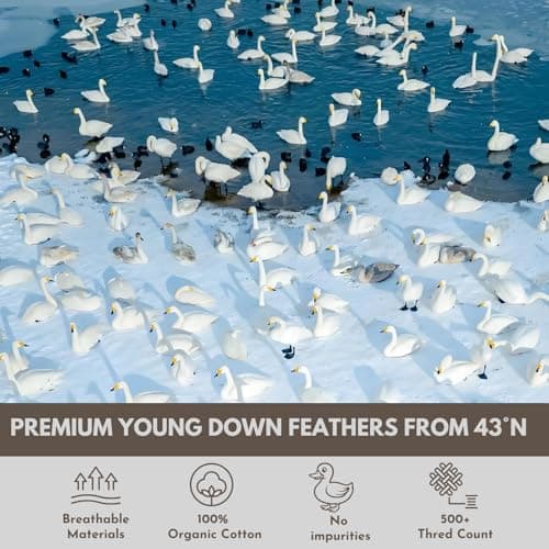 baisihan Down Feathers Pillows Standard Size Set of 2- Hotel Collection Bed Pillows | Feather-Proof 1000+ Clean | Naturally Resilient Pure | Pillows for Side, Back & Stomach Sleepers, 20"x26" 2 Pack - Thumbnail 3