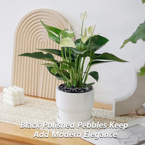 Garrdeen 5LB Black Polished River Rocks, 0.5–1.0 inch Small Pebbles for Indoor Plants, Aquarium Rocks, Fish Tank Gravel, Decorative Stones for Planters, Vase Fillers & Landscaping Decor - Thumbnail 5