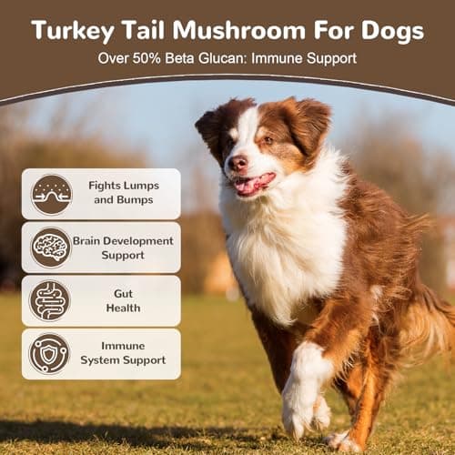Turkey Tail Mushroom Powder for Dogs, Organic 10 Mushroom Blend for Lipoma Lumps and Bumps, Dog & Cat Herbal Supplements Probiotic with 50% β-Glucan, Joint Gut Immune Skin Support - 60g - Thumbnail 2