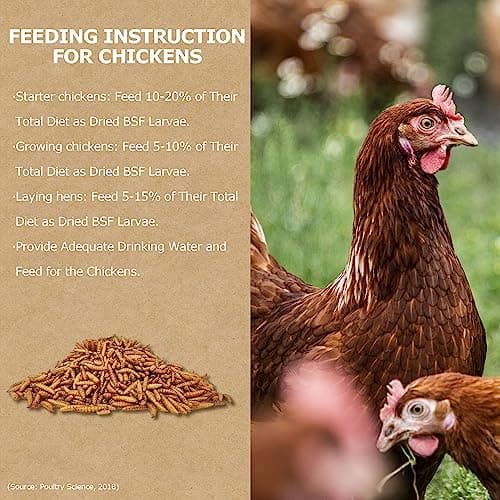 HARTOMPET 1LB Non-GMO Dried Black Soldier Fly Larvae for Chickens, Superior Calcium Boost, Better Than Dried Mealworms, Poultry Feed Ideal for Molting & Laying Hens, Wild Birds, Ducks | Top Grade BSF - Thumbnail 5