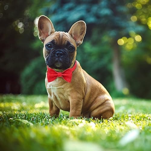 Jumpress Red Dog Collar with Bow, Bling Bowtie Dog Collar for Puppy Small Dogs and Cats, Cute Walking Boy and Girl Dog Collar (Neck fit 9-12’’) - Thumbnail 4