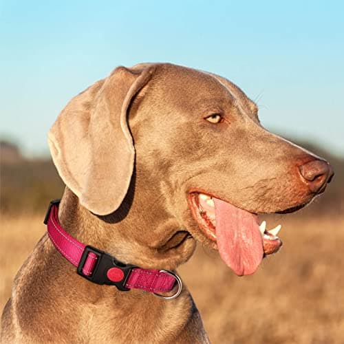 Personalized Dog Collar - Reflective Custom Embroidered with Pet Name and Phone Number for Boy and Girl Dogs, 4 Adjustable Sizes, XSmall,Small, Medium and Large - Thumbnail 5