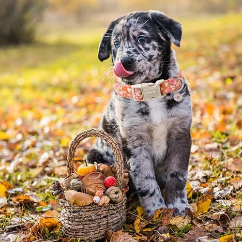 ARING PET Spring Summer Dog Collar, Cute Daisy Wildflower Floral Blossom Pet Collars for Small Medium Large Girl Dogs-L Size - Thumbnail 4