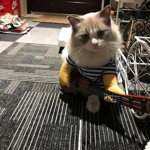 NACOCO Pet Guitar Costume Dog Costumes Cat Halloween Christmas Cosplay Party Funny Outfit Clothes (L) - Thumbnail 5
