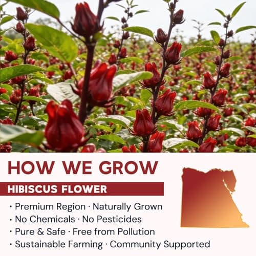 Hibiscus Tea Bags, Hibiscus Flower Herbal Tea - Caffeine & Sugar Free, 50 Teabags - Thumbnail 4