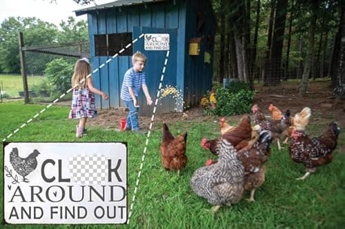 "Funny Chicken Warning Sign - Tin Sign for Farmhouse, Kitchen, Garden, Bar or Pub Decor - 8x12 Inch" - Thumbnail 4