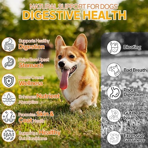 Probiotics for Dogs - 6 Digestive Probiotics & 6 Enzymes for Itchy Skin,Digestion & Gut Support,Helps Diarrhea, Yeast Infection, Upset Stomach,Allergies & Immune System Support-150 Chews - Thumbnail 3